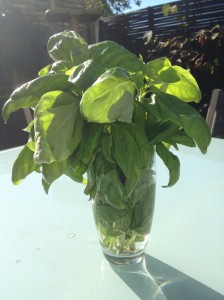 basil